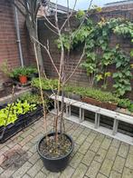 Vijgenboom, Tuin en Terras, Ophalen, Volle zon, In pot, Vijgenboom