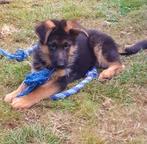 Duitse Herder pups, CDV (hondenziekte), 8 tot 15 weken, Meerdere, Meerdere dieren