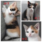 lieve lapjes rood kittens MOGEN GELIJK MEE, Meerdere dieren