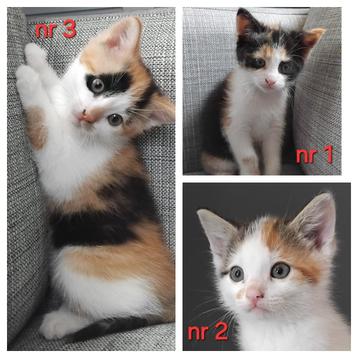 lieve lapjes rood kittens MOGEN GELIJK MEE beschikbaar voor biedingen