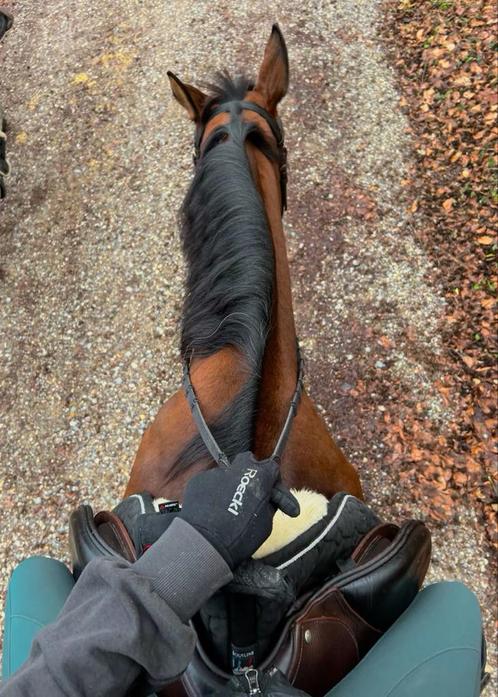 Project/ bijrijd paard gezocht!, Dieren en Toebehoren, Paarden en Pony's | Verzorgingsproducten, Ophalen of Verzenden
