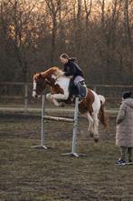 Braaf 8 jarige Ruin (1.50m)  , VANDAAG OPHALEN !‼️, Dieren en Toebehoren, Paarden, Ruin, Recreatiepaard, 3 tot 6 jaar