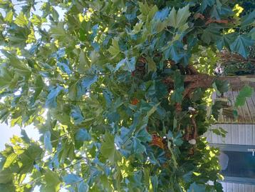 dakplataan 2 stuks beschikbaar voor biedingen