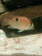 5 Sleutelgat Cycliden, Ophalen of Verzenden