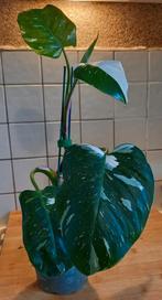 Philodendron White Princess, Ophalen of Verzenden, Halfschaduw, Minder dan 100 cm