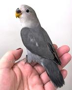 Jonge Agapornis Roseicollis / Dweegpapegaai Mauve, Dieren en Toebehoren, Vrouwelijk, Dwergpapegaai of Agapornis, Geringd