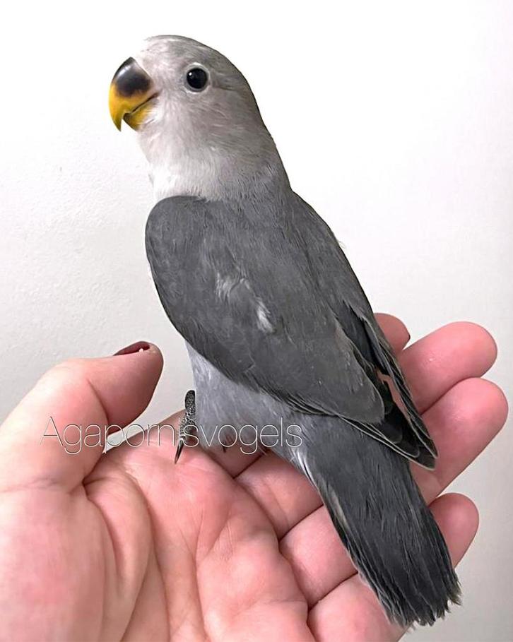 Jonge Agapornis Roseicollis / Dweegpapegaai Mauve, Dieren en Toebehoren, Vogels | Parkieten en Papegaaien, Dwergpapegaai of Agapornis