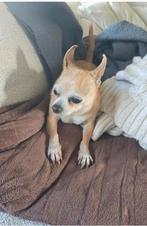 Kleine honden oppas., Ophalen of Verzenden