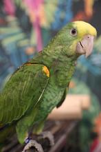 Jonge Baby Dubbel Geelkop Amazones | Handtam | Nieuwsgierig, Dieren en Toebehoren, Meerdere dieren, Papegaai, Pratend