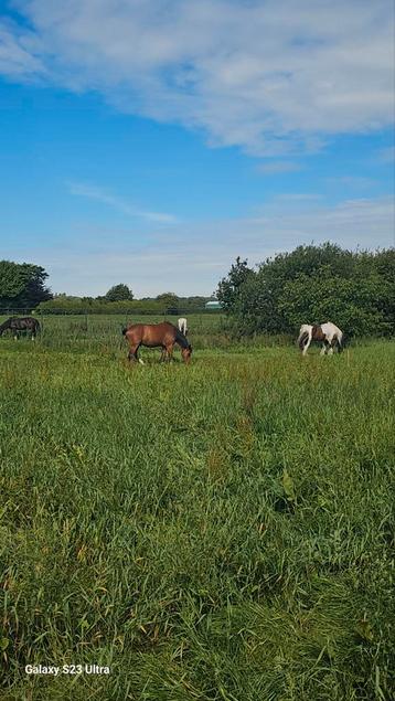 natuurinclusieve stalling enkele plaatsjes vrij beschikbaar voor biedingen