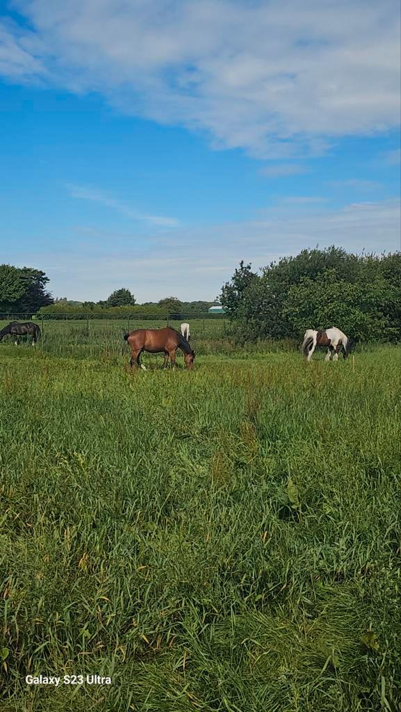 natuurinclusieve stalling enkele plaatsjes vrij, Dieren en Toebehoren, Stalling en Weidegang, Stalling