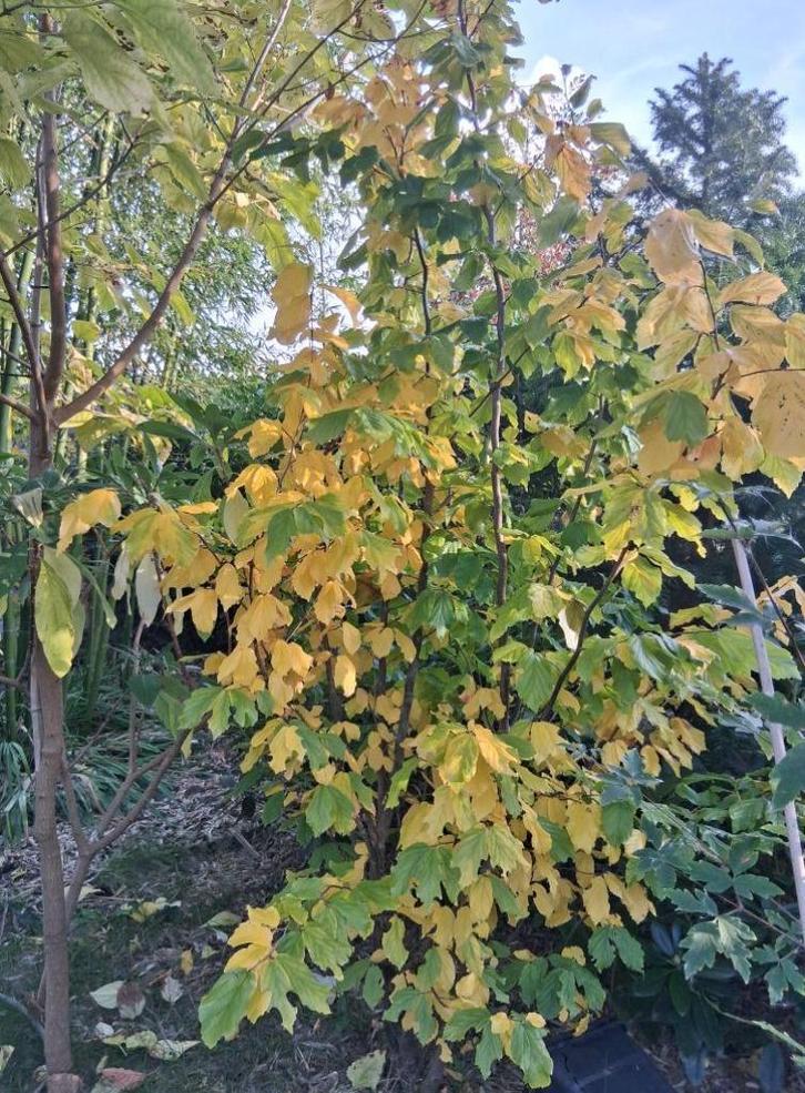 parrotia persica perzisch ijzerhout Vanessa meerstammig, Tuin en Terras, Planten | Bomen, Overige soorten, Minder dan 100 cm, Volle zon