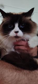 2 Siberische neva mannetjes katten gecastreerd incl stamboom, Dieren en Toebehoren, Katten en Kittens | Raskatten | Langhaar, Kater