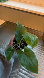 Alocasia gageana, Huis en Inrichting, Kamerplanten, Ophalen of Verzenden, Halfschaduw, Minder dan 100 cm