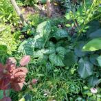 Brunnera  Vergeet mij niet, Ophalen, Bodembedekkers, Vaste plant, Halfschaduw