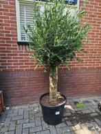 Olijfbomen diverse maten en stammen, bezorgd in/om Hsum, Volle zon, Ophalen of Verzenden, 100 tot 250 cm, Olijfboom