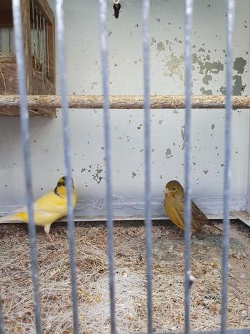 Twee broedrijpe harzerroller  kanaries koppels beschikbaar voor biedingen