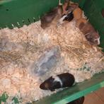 Nog 5 cavia's te koop, Dieren en Toebehoren, Oktober, Mannelijk, Cavia