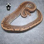 0.1 Pinstripe (proven breeder) Python regius, Dieren en Toebehoren, Reptielen en Amfibieën, Slang, Tam, 3 tot 6 jaar