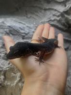 Luipaardgekko Black Night - Pure Line Vrouw, Dieren en Toebehoren, Reptielen en Amfibieën, Overige soorten, Met terrarium, 0 tot 2 jaar