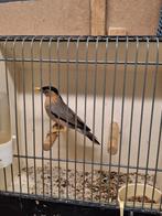 Pagodespreeuw pop, Dieren en Toebehoren, Vrouwelijk, Tropenvogel, Geringd