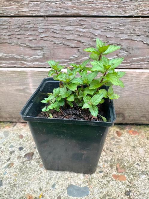 Pepermunt, Tuin en Terras, Planten | Tuinplanten, Kruiden, Volle zon, Zomer, Ophalen