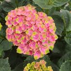 Hortensia rose/groen, Tuin en Terras, Planten | Struiken en Hagen, Ophalen, Hortensia