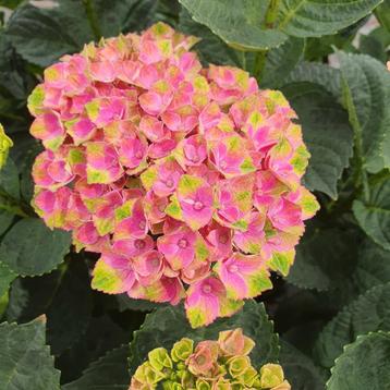 Hortensia rose/groen beschikbaar voor biedingen