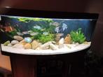 Panorama aquarium, 150x60x60 cm met bijbehorende onderkast, Dieren en Toebehoren, Vissen | Aquaria en Toebehoren, Ophalen of Verzenden