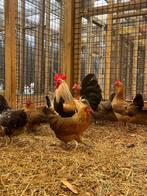 Bofkip, wie geeft deze kippen een tweede kans?