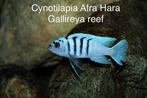 Cynotilapia Afra Hara Gallireya reef. ( Malawi cichlide), Dieren en Toebehoren, Vissen | Aquariumvissen, Vis