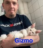 Maine Coon Kitten met Stamboom, Dieren en Toebehoren, Meerdere dieren, Gechipt, 0 tot 2 jaar