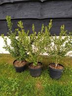 Restpartij buxusvervanger ilex crenata, Tuin en Terras, Planten | Struiken en Hagen, Ophalen of Verzenden, Minder dan 100 cm