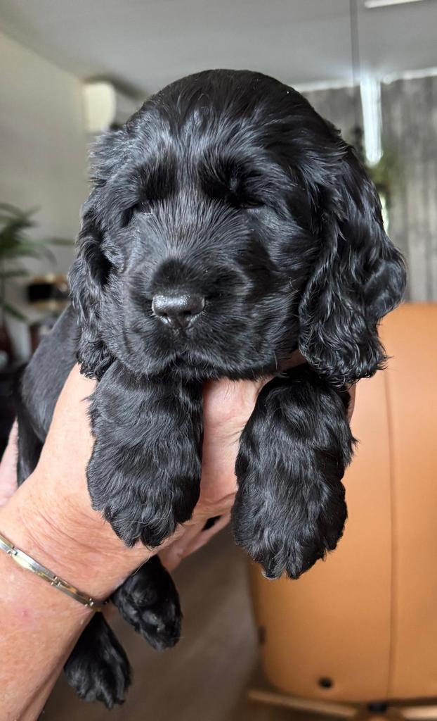 Twee lieve prachtige cocker spaniël pups., Dieren en Toebehoren, Honden | Niet-rashonden, Middel, Meerdere dieren, Particulier