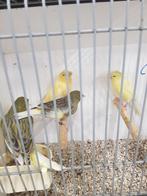 Kanaries verachillende soorten poppen en mannen, Dieren en Toebehoren, Vogels | Kanaries, Meerdere dieren, Kleurkanarie