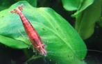 Vuurgarnaal | Neocaridina Davidi Red | Red Schrimp, Vis
