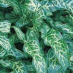 Arum italicum Italiaanse aronskelk wintergroen winterhard, Bodembedekkers, Vaste plant, Ophalen of Verzenden, Halfschaduw
