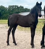 friese paarden. Buitenkans! In prijs verlaagd!, Minder dan 160 cm, Niet van toepassing, Dressuurpaard, 0 tot 2 jaar