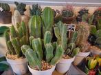 Cactussen H: 32 - 44 cm. Ø 15 cm. 2 voor € 27,50, Ophalen, Cactus, Minder dan 100 cm, Volle zon