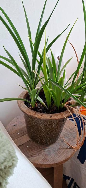 Gratis plantjes - Sommige hebben aandacht nodig beschikbaar voor biedingen