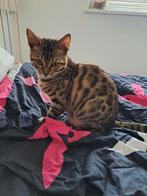 Mooie Sneeuw bengaal kitten te koop., Dieren en Toebehoren, Poes