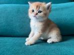 Te koop raszuivere Britse korthaar kittens, Dieren en Toebehoren, Meerdere dieren, Gechipt, 0 tot 2 jaar