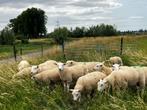 Stamboek swifter dekrammen, Dieren en Toebehoren, Mannelijk, Schaap