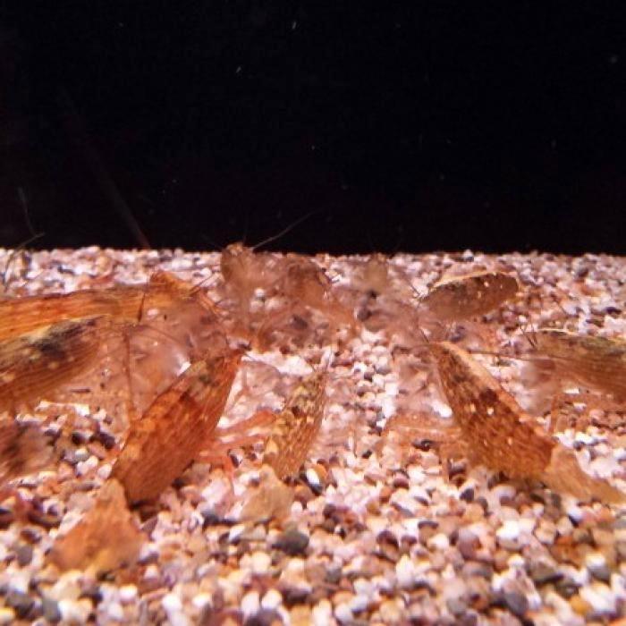 Atyopsis molluccensis, Dieren en Toebehoren, Vissen | Aquariumvissen, Vis