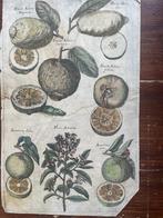 Gravure Overzicht van Fruit uit Jonstons dendrologie 1662?, Antiek en Kunst, Ophalen of Verzenden