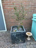 Olive tree, Tuin en Terras, Planten | Bomen, Ophalen, Volle zon, Overige soorten