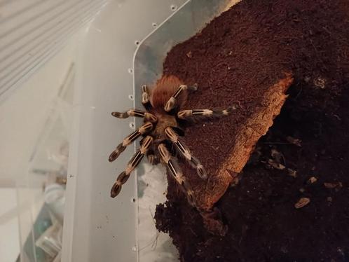 Vogelspinnen collectie met korting!!, Dieren en Toebehoren, Insecten en Spinnen