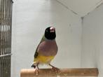 Gouldamadine pop, Dieren en Toebehoren, Vogels | Overige Vogels, Vrouwelijk, Tropenvogel, Geringd