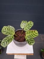 Calathea plant in pot, Ophalen, Overige soorten, Halfschaduw, In pot