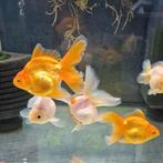 Oranda goudvissen, Dieren en Toebehoren, Vis